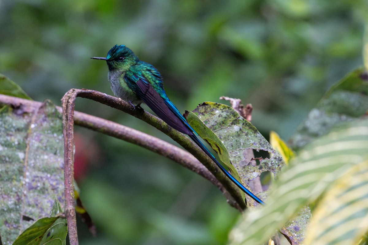 Long-tailed Sylph - ML656843719