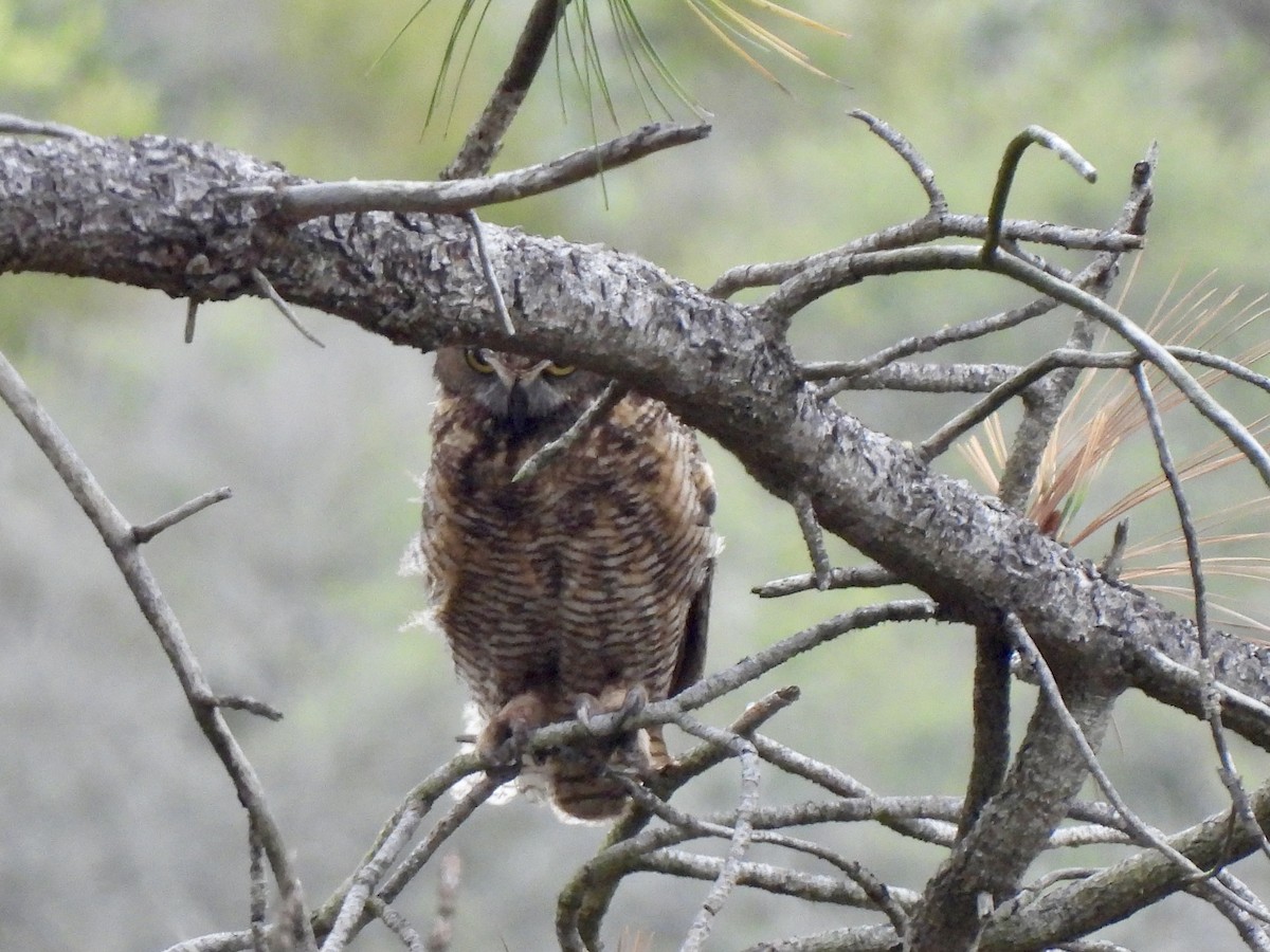 Great Horned Owl - ML656843783