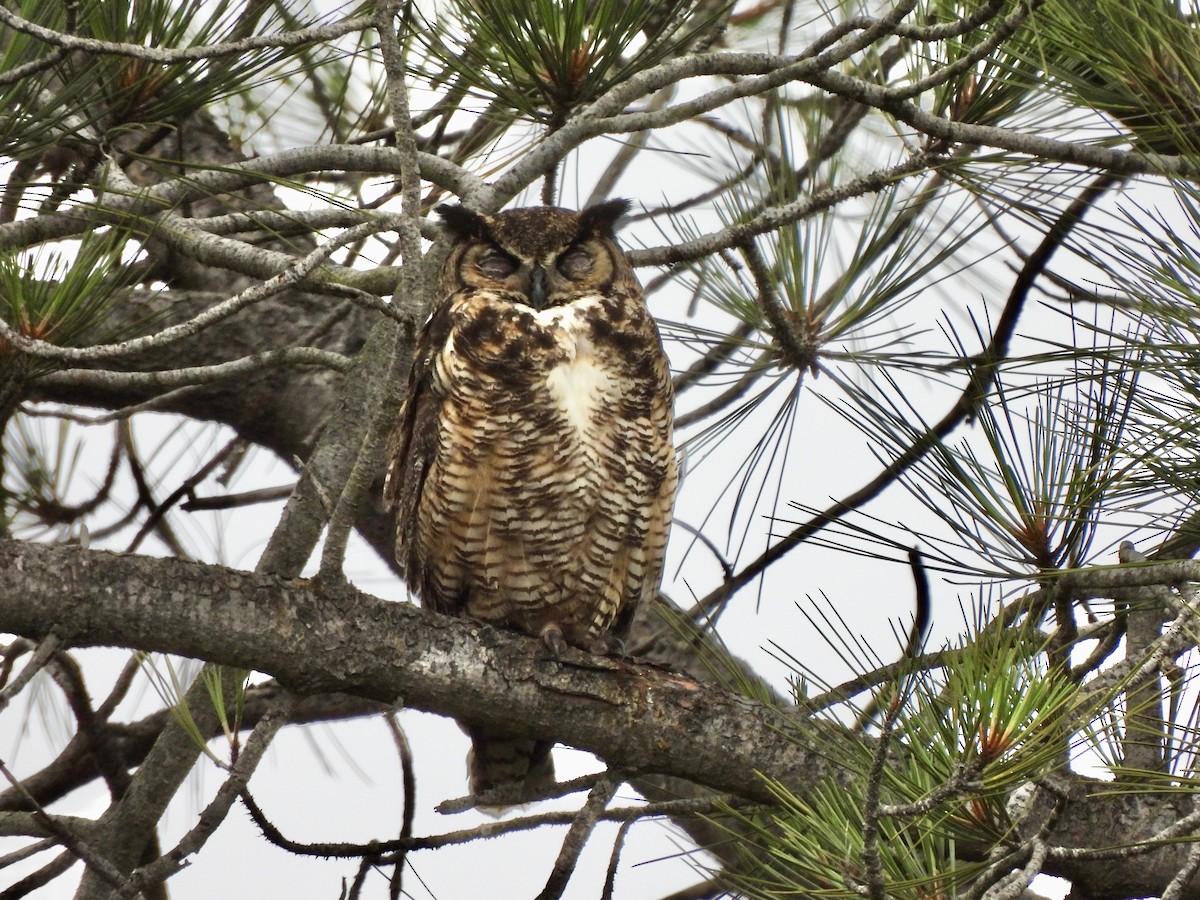 Great Horned Owl - ML656843788