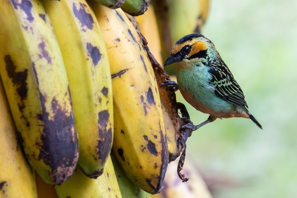 Golden-eared Tanager - ML656843839