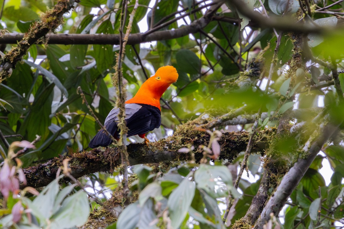 Andean Cock-of-the-rock - ML656843911