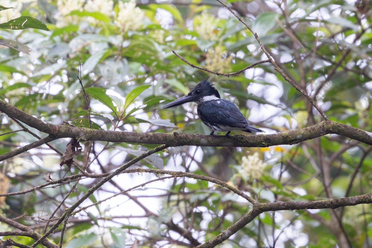 Amazon Kingfisher - ML656843946