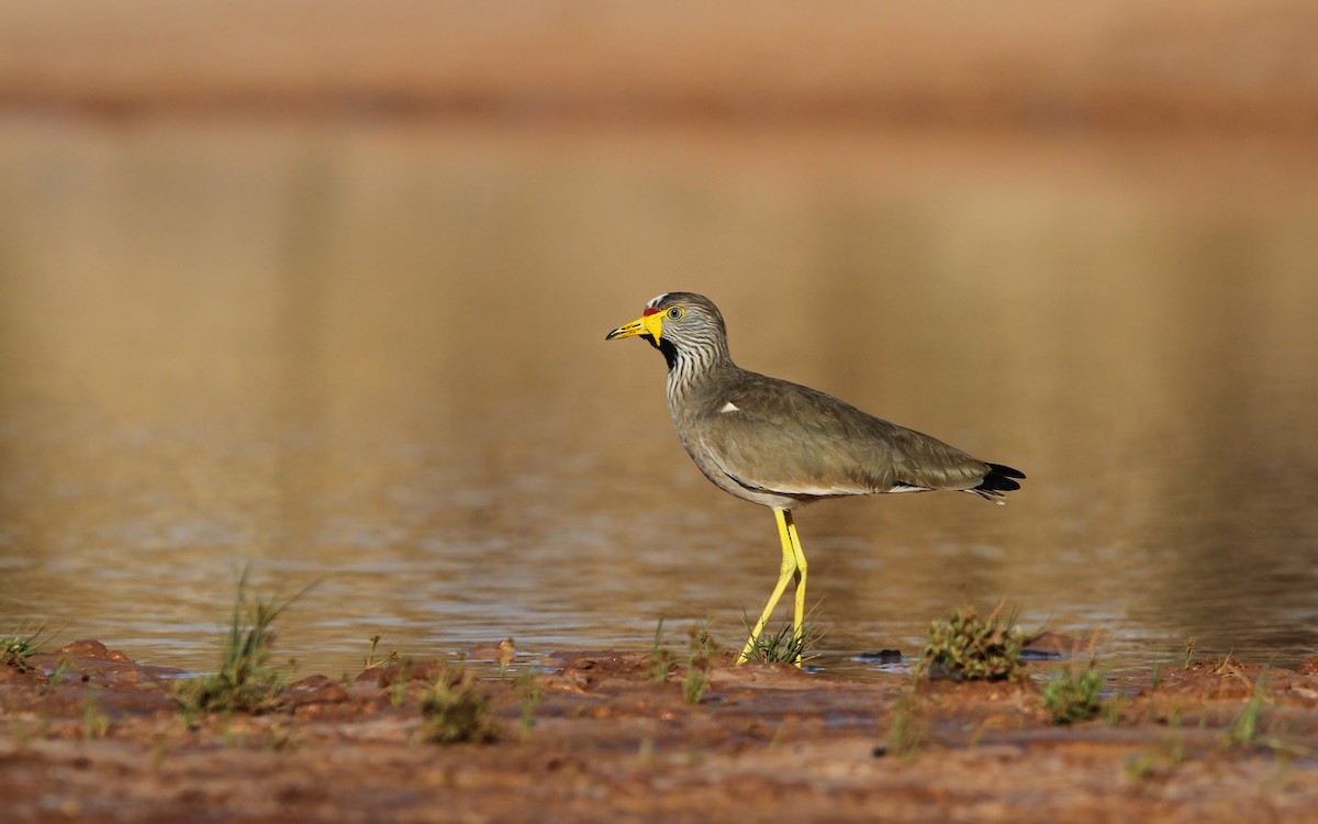 Wattled Lapwing - ML65684531