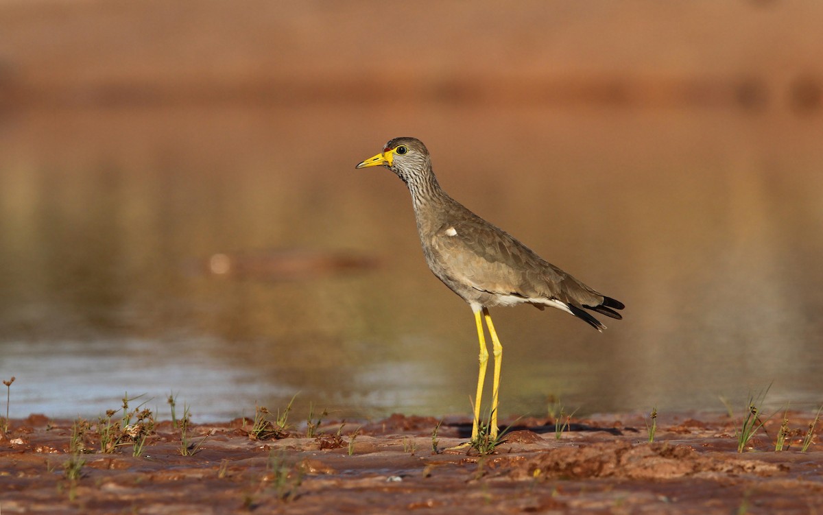 Wattled Lapwing - ML65684541