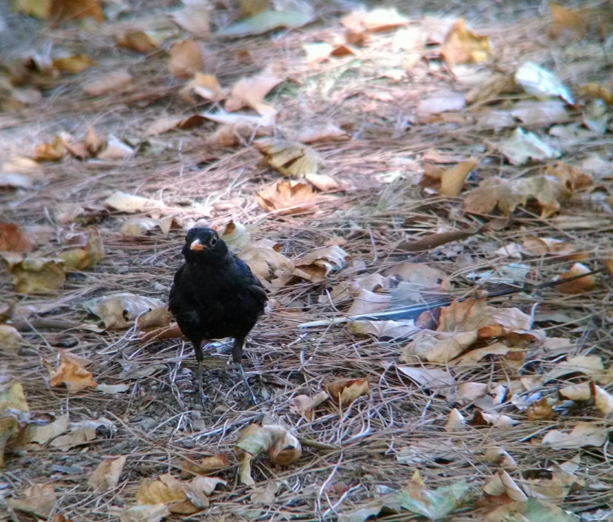 Merle noir - ML65684591