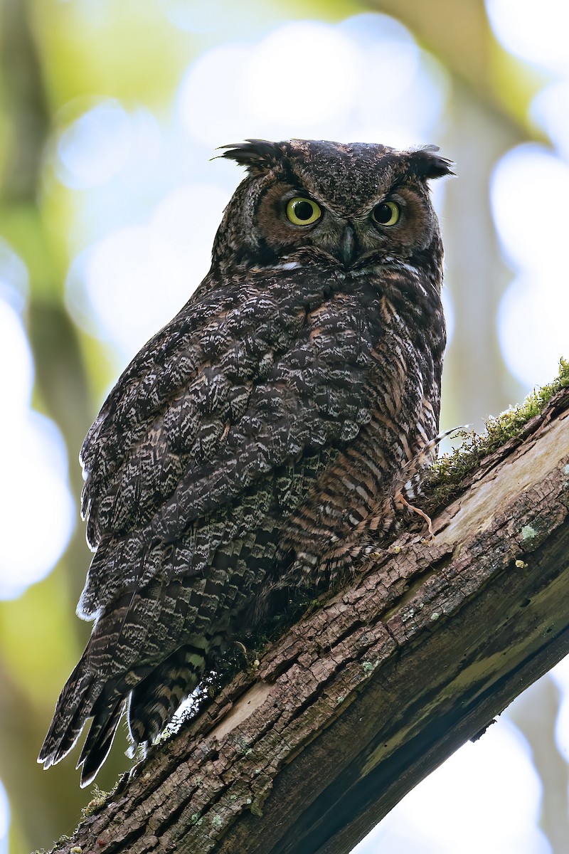 Great Horned Owl - ML656846393