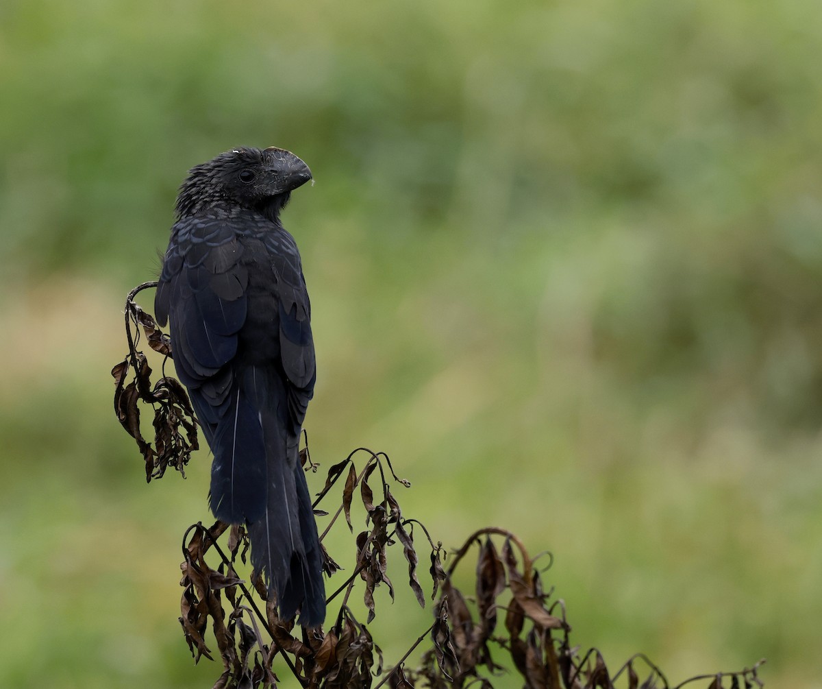 Smooth-billed Ani - ML656846858