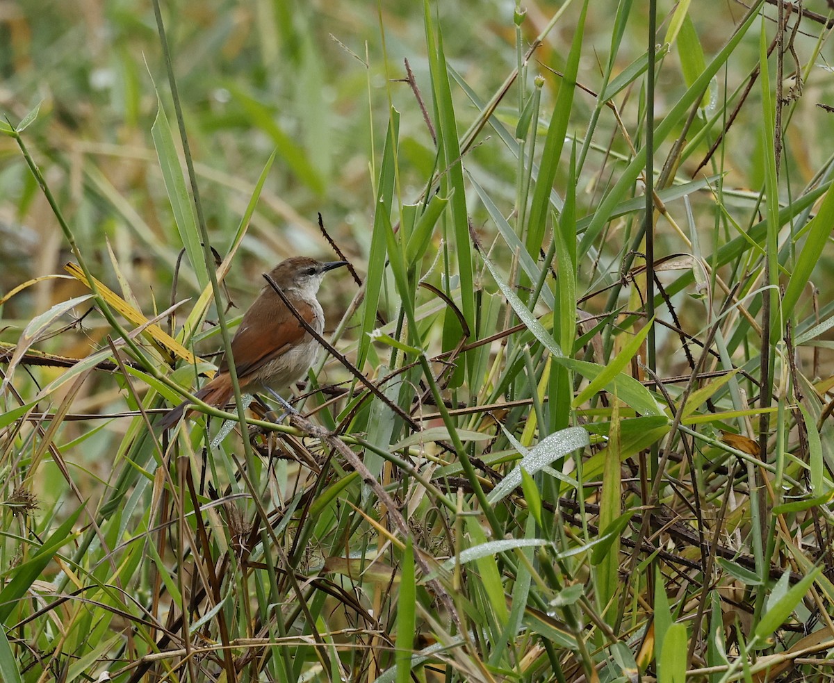 Yellow-chinned Spinetail - ML656846890