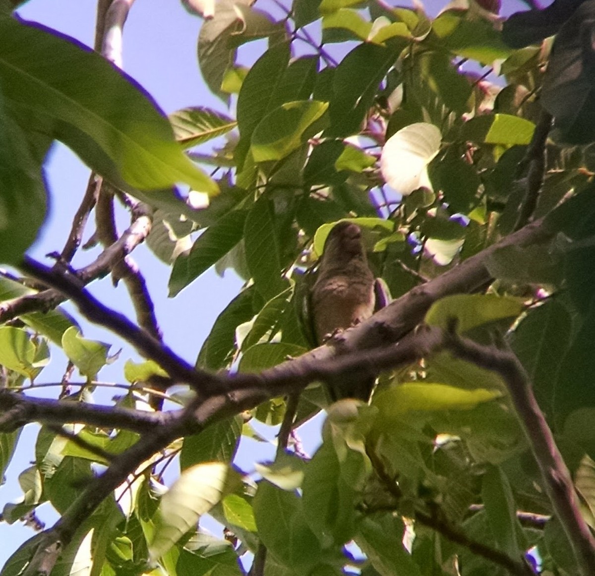 Perriche veuve - ML65684691