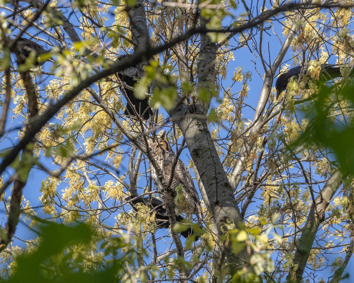 Great Horned Owl - ML656847494