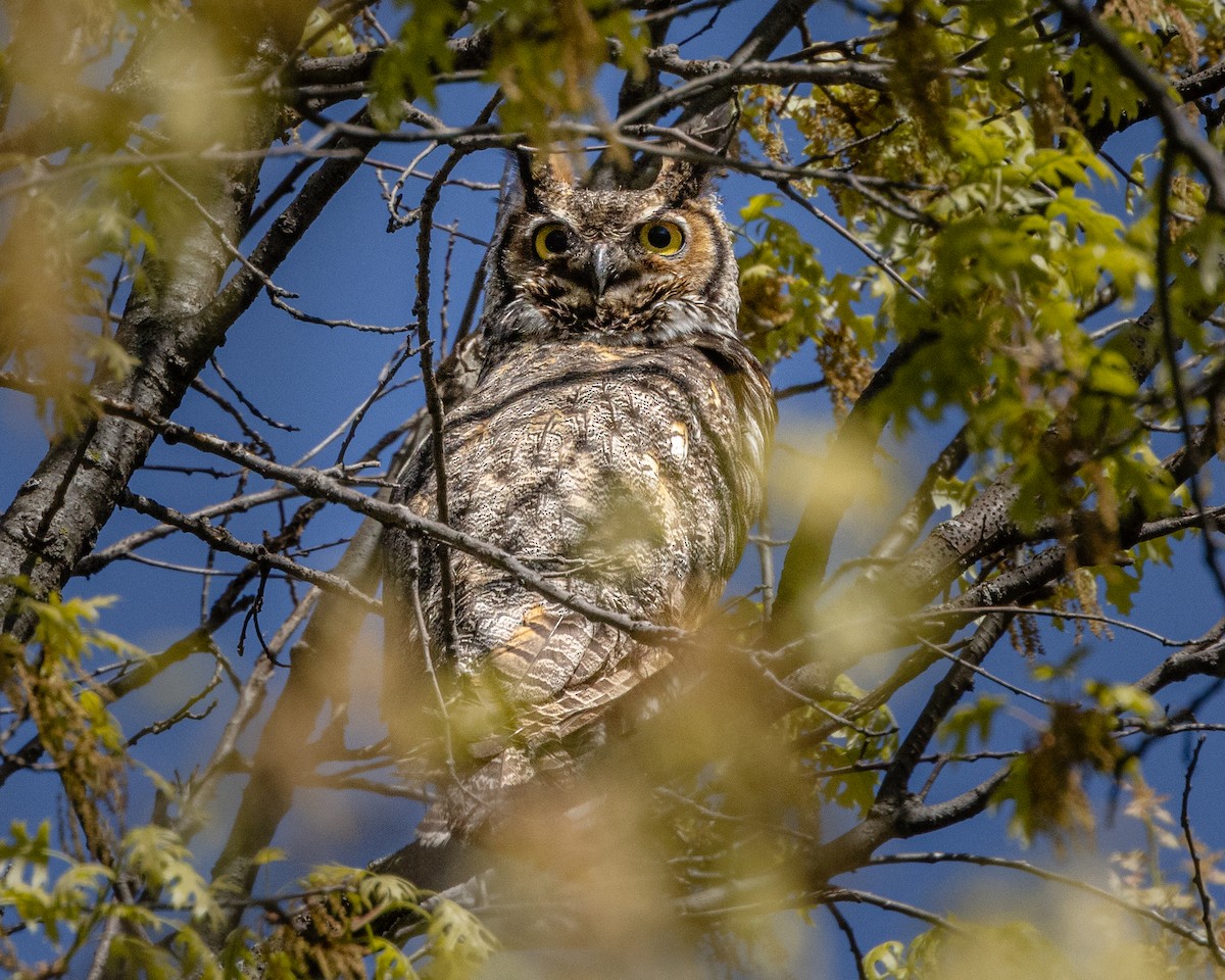 Great Horned Owl - ML656847498