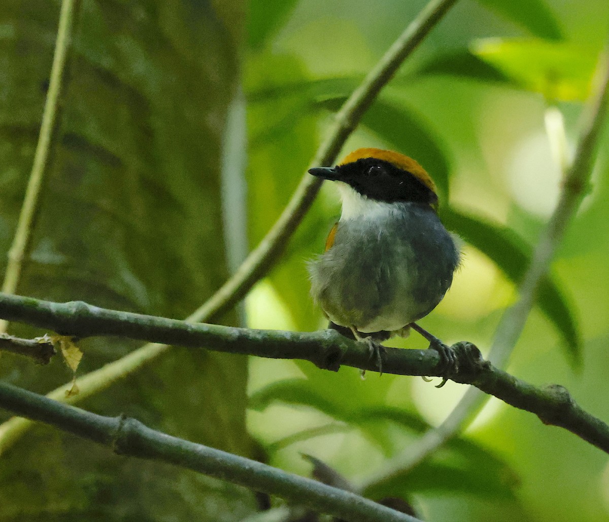 Black-cheeked Gnateater - ML656847603