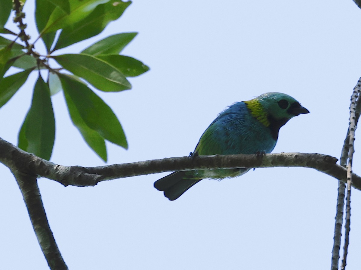 Green-headed Tanager - ML656847843