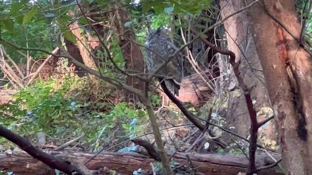 Great Horned Owl - ML656847901