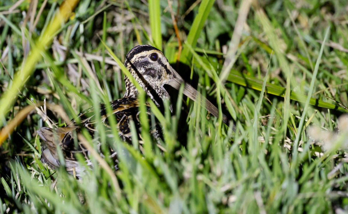 Giant Snipe - ML656847930