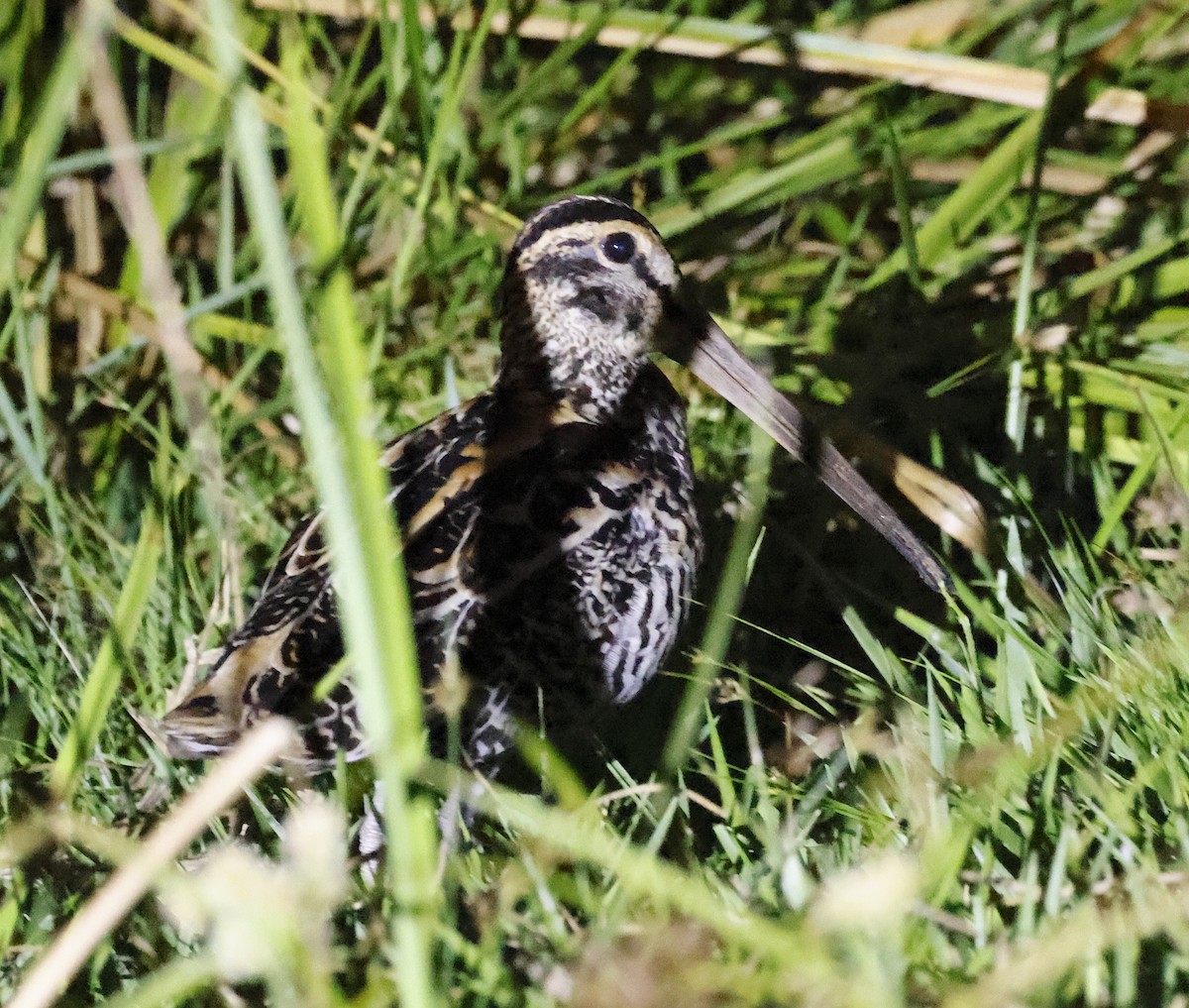 Giant Snipe - ML656847934