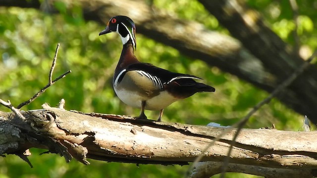 アメリカオシ - ML656848088