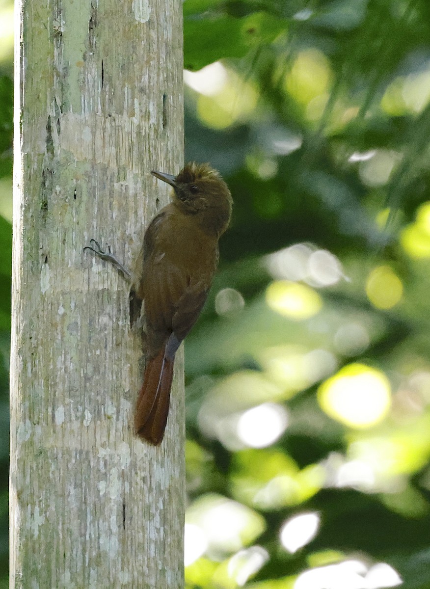 Plain-winged Woodcreeper - ML656848202