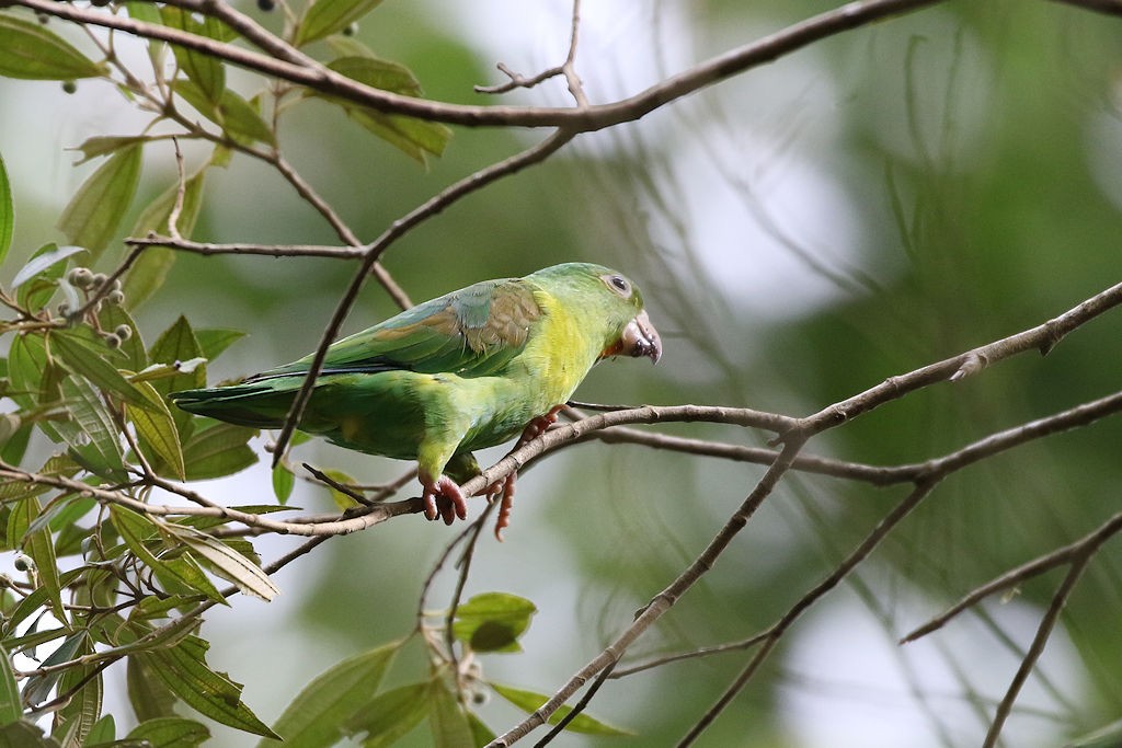 Orange-chinned Parakeet - ML65684821