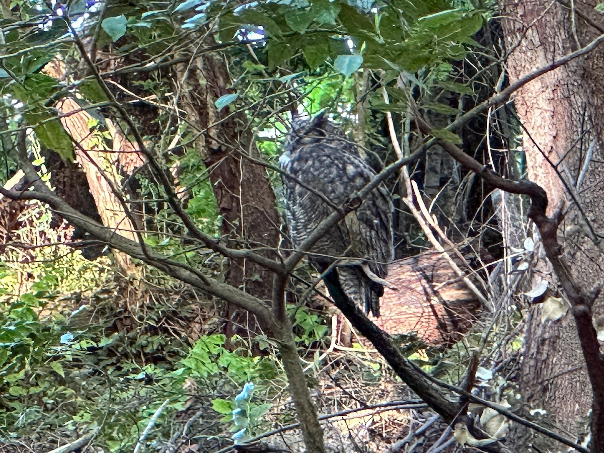 Great Horned Owl - ML656848211