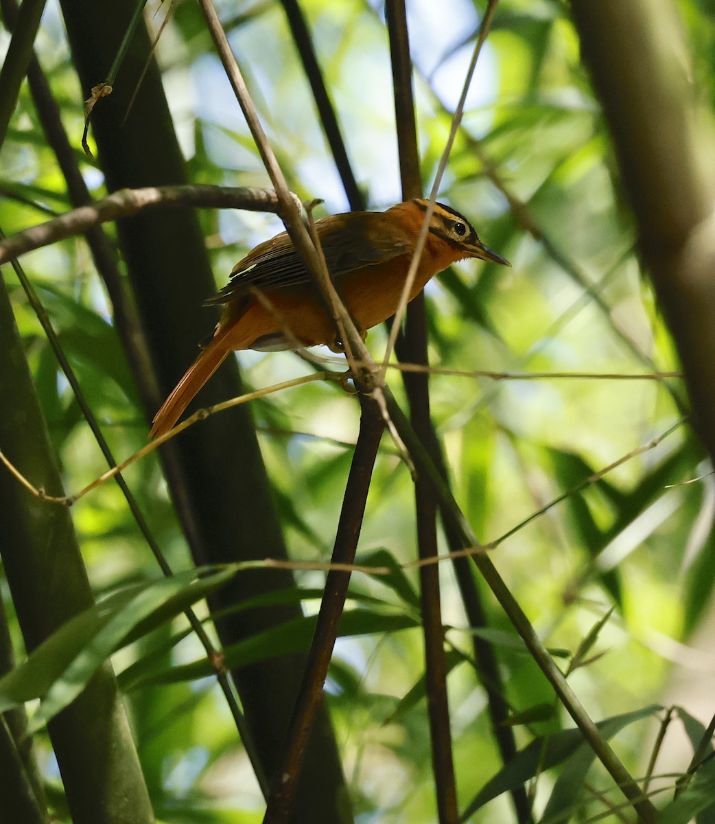Black-capped Foliage-gleaner - ML656848230