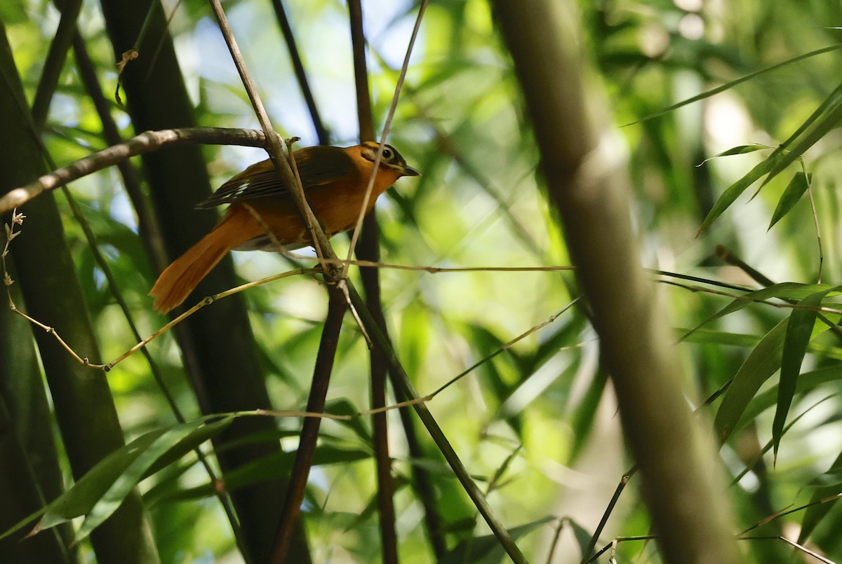 Black-capped Foliage-gleaner - ML656848232