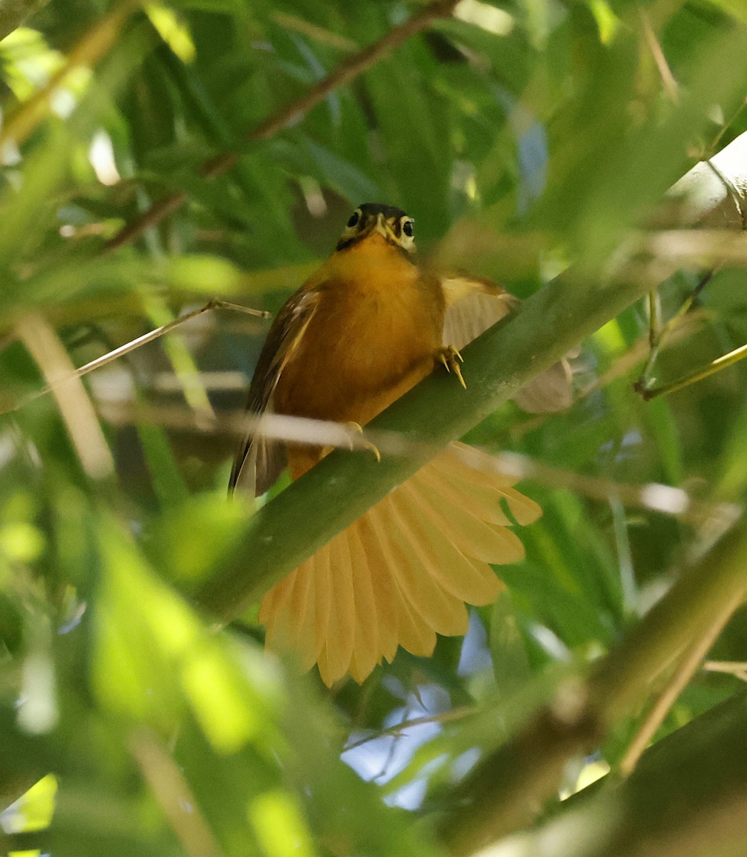 Black-capped Foliage-gleaner - ML656848239
