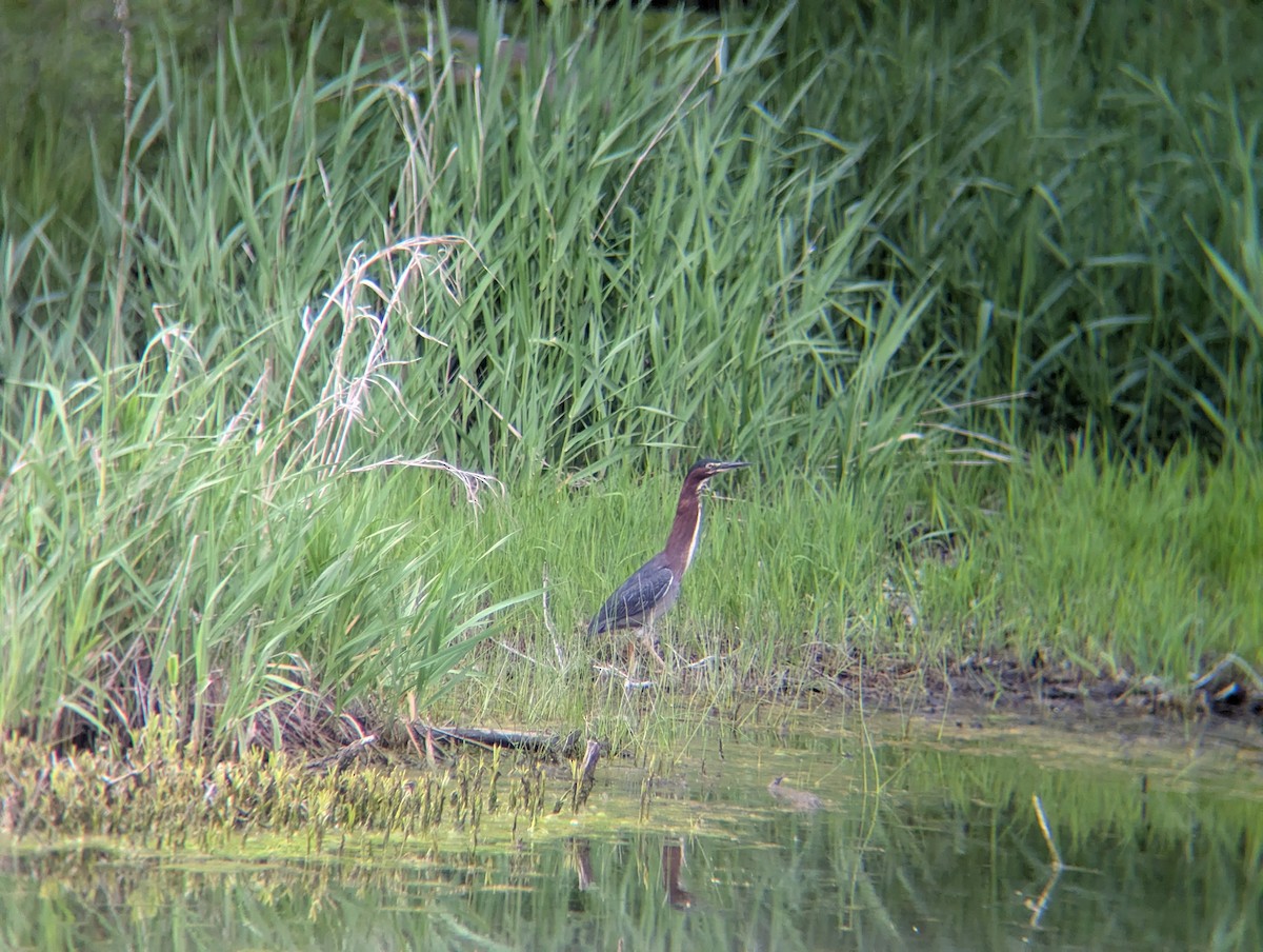Green Heron - ML656848242