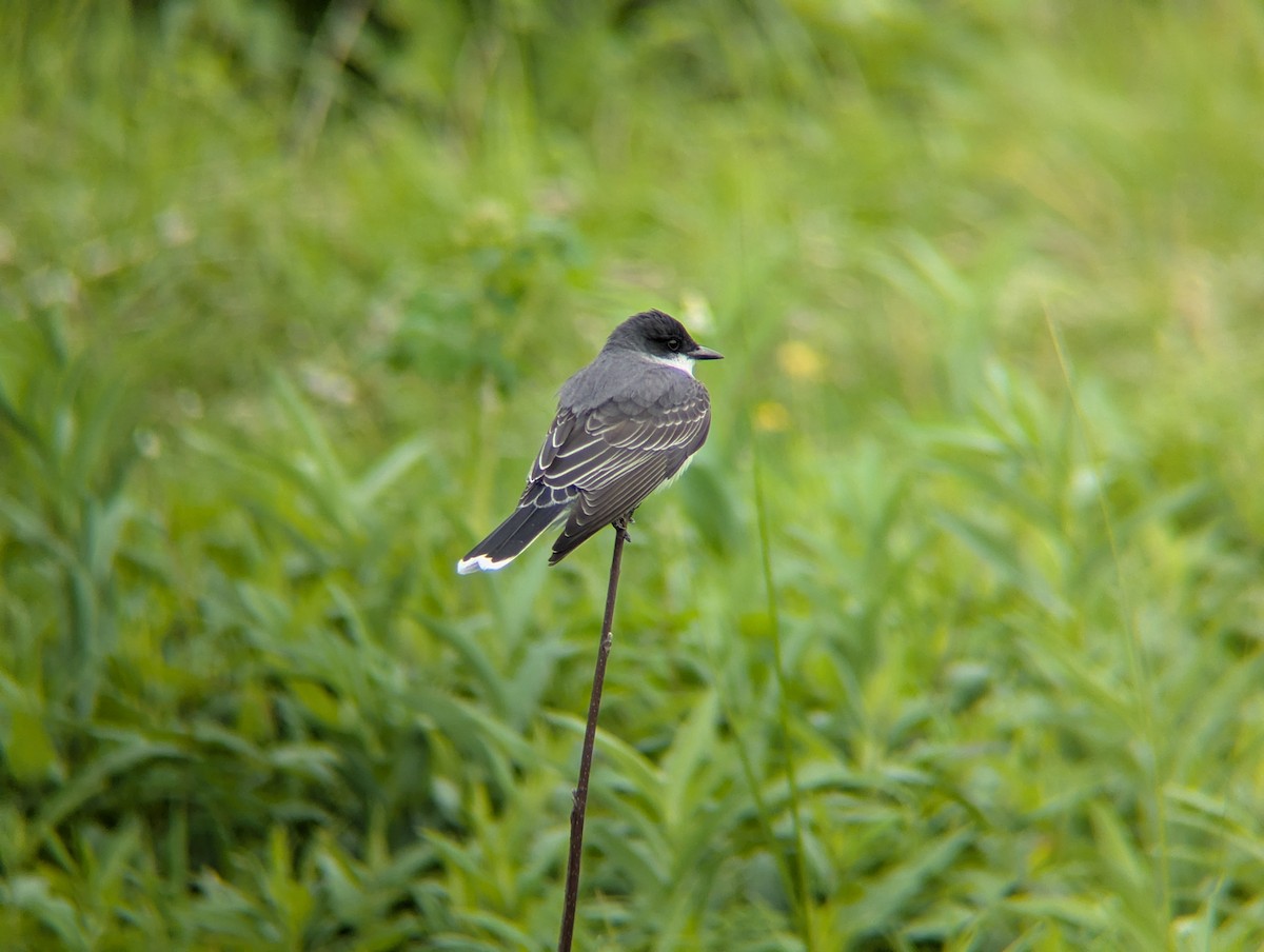 Eastern Kingbird - ML656848352