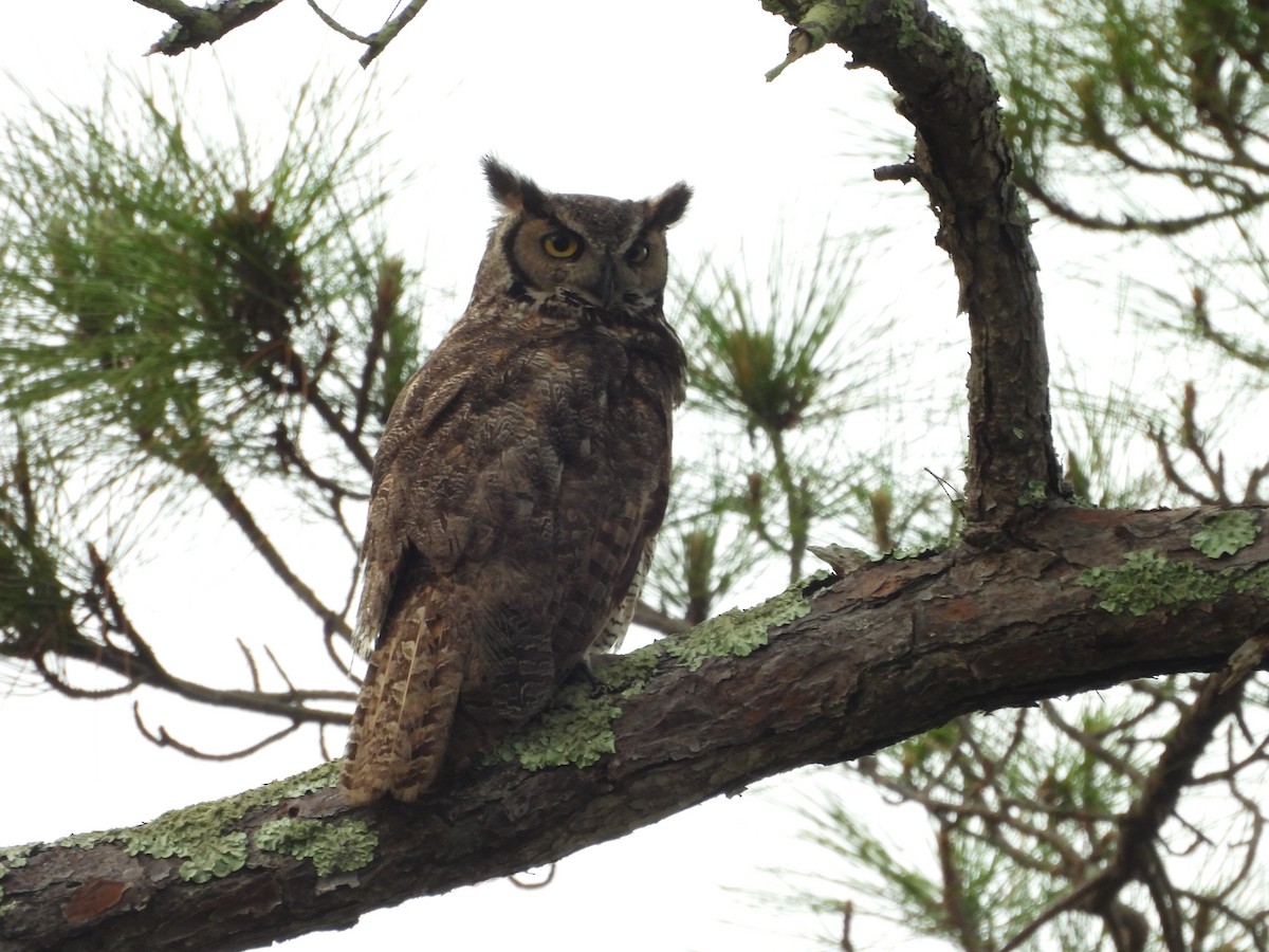 Great Horned Owl - ML656848565