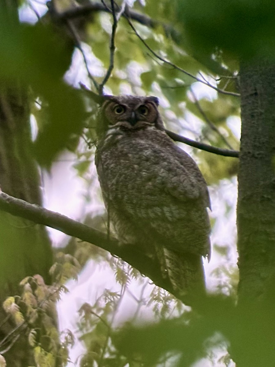 Great Horned Owl - ML656848950