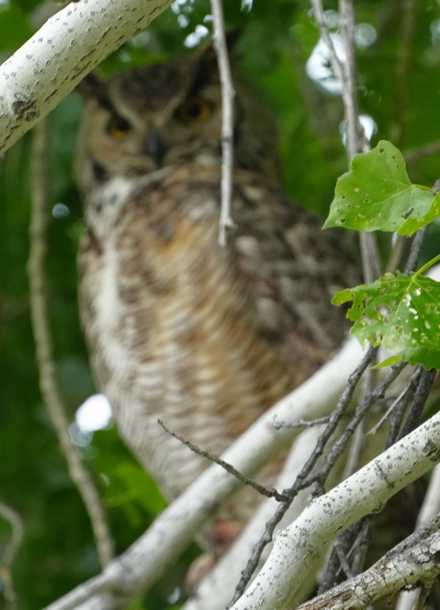 Great Horned Owl - ML656851211