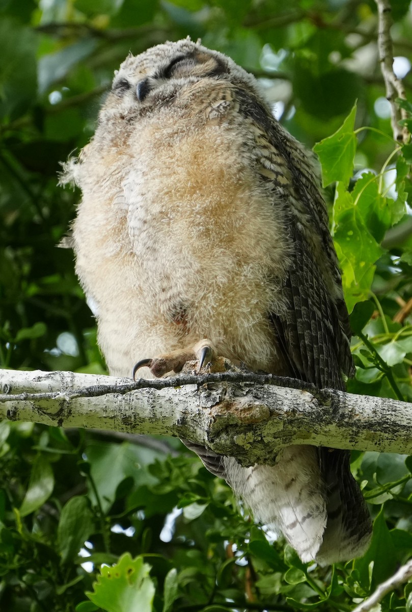 Great Horned Owl - ML656851212