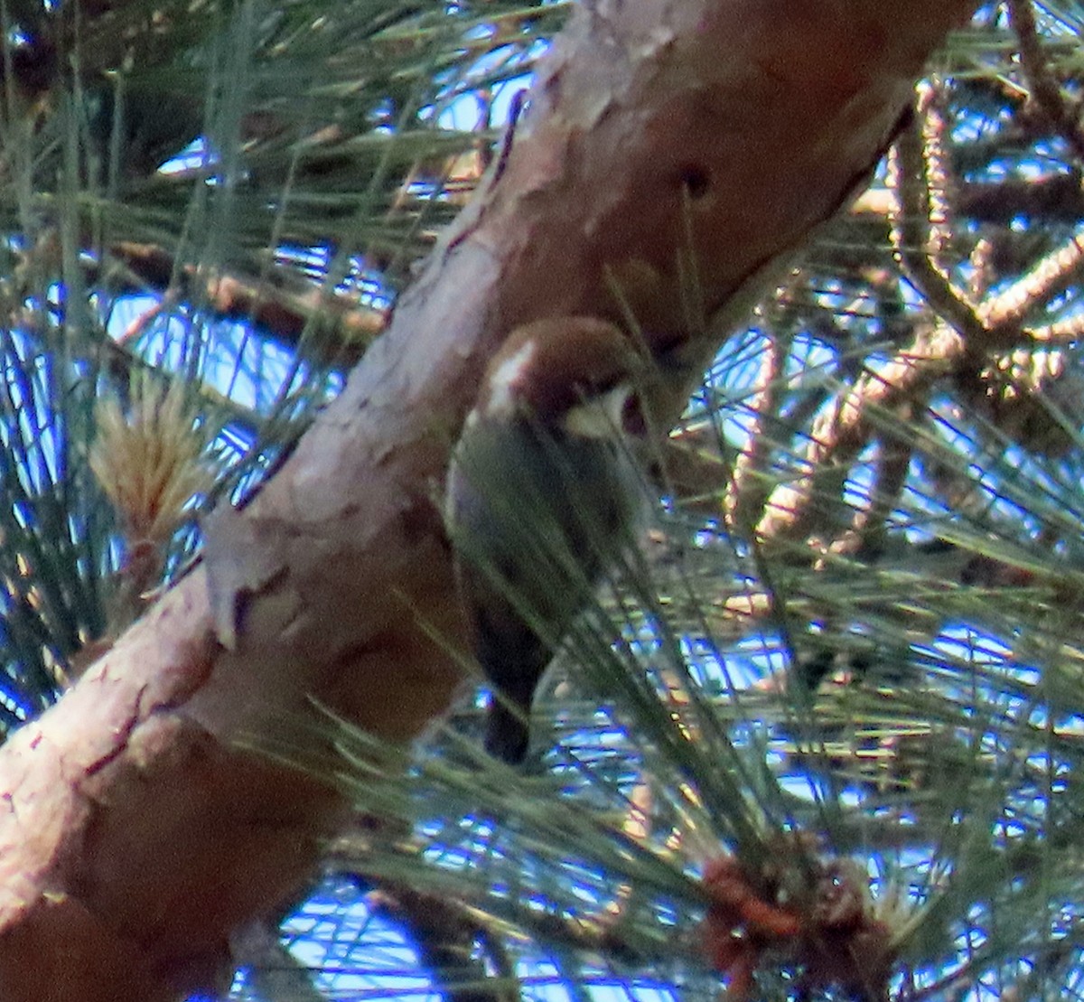 Brown-headed Nuthatch - ML656851255