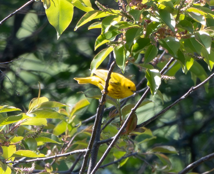 Northern Yellow Warbler - ML656851453