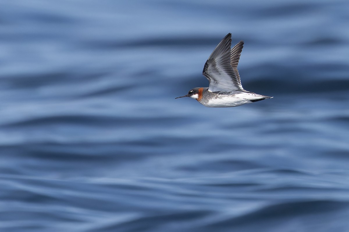 eBird Checklist - 7 May 2026 - ƛ ̓ušiiʔaaʔaq/Swiftsure Bank--Canadian ...