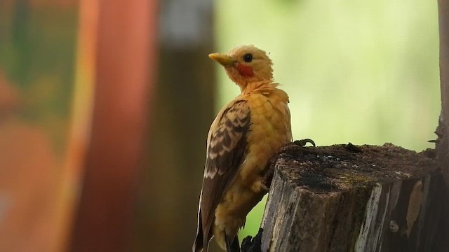 Cream-colored Woodpecker - ML656852739