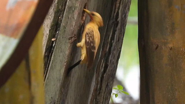 Cream-colored Woodpecker - ML656852740