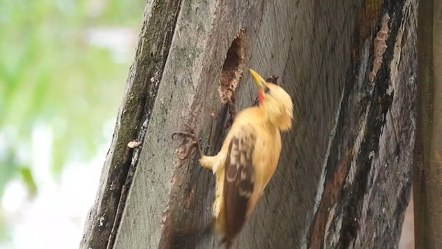 Cream-colored Woodpecker - ML656852741