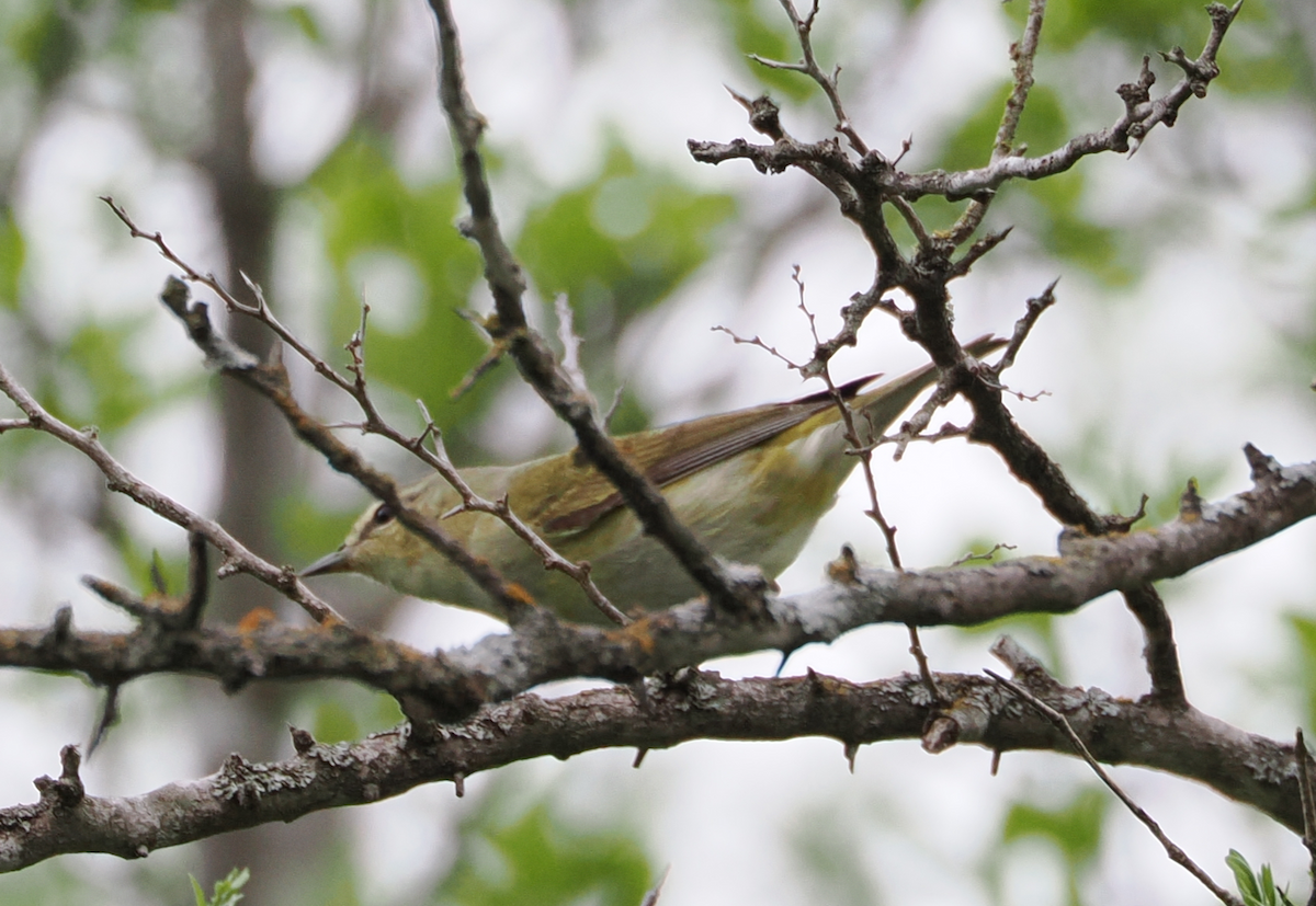 Tennessee Warbler - ML656852851