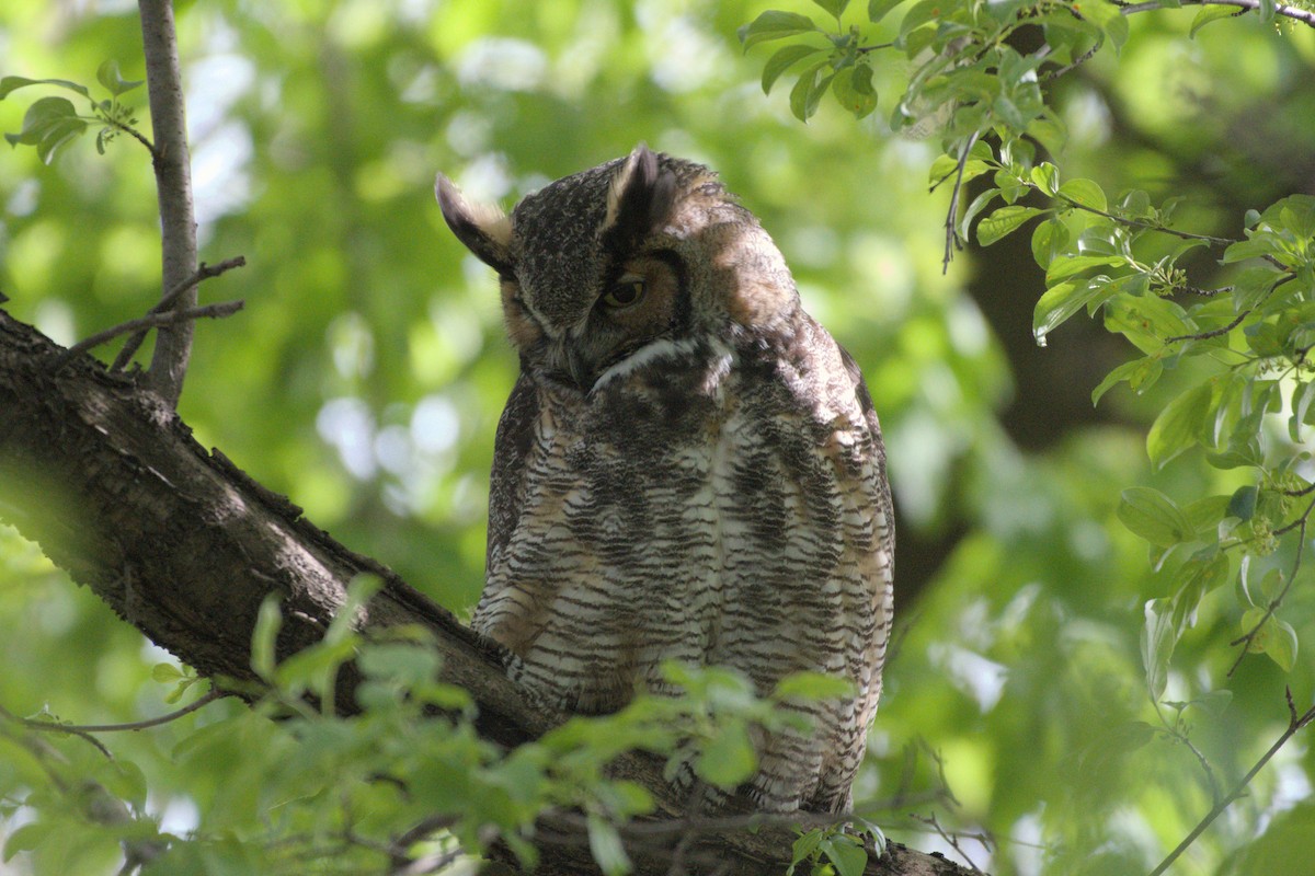 Great Horned Owl - ML656853740