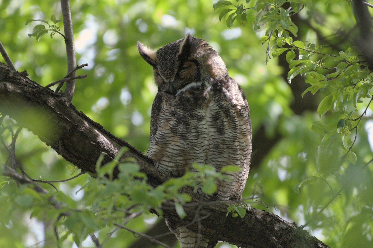Great Horned Owl - ML656853741