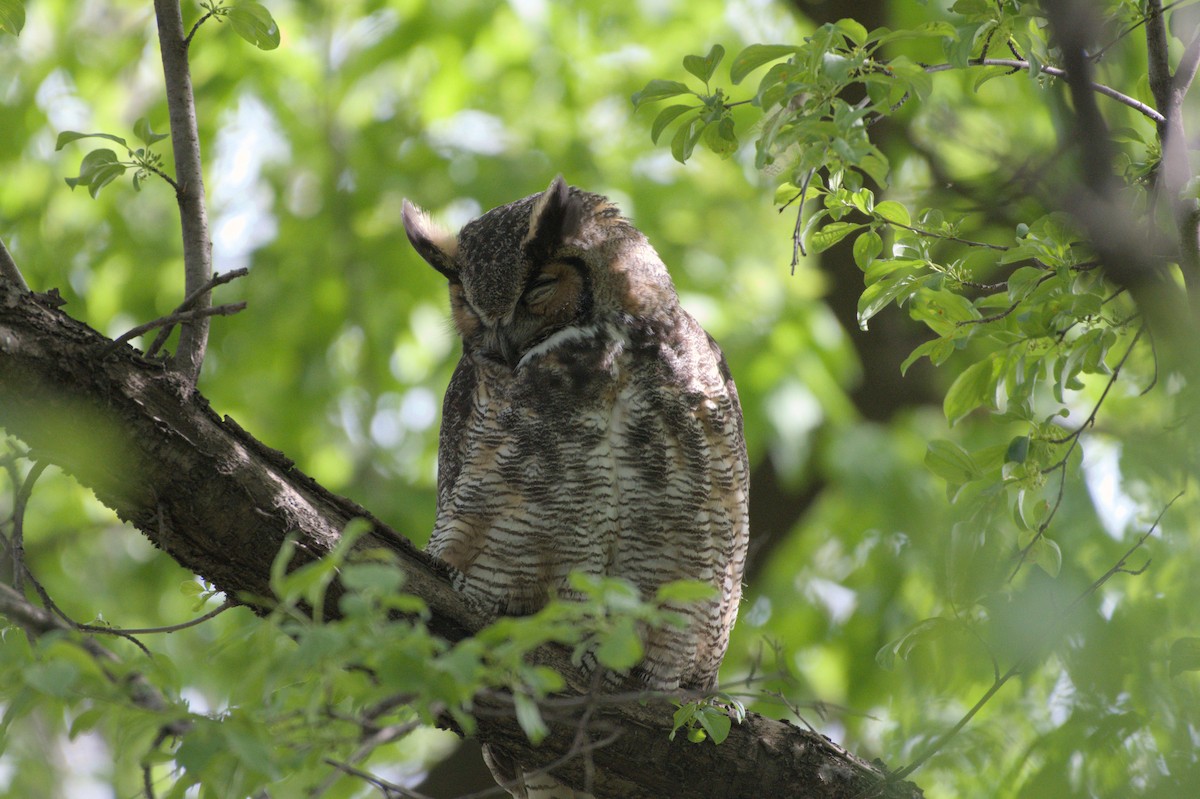 Great Horned Owl - ML656853742