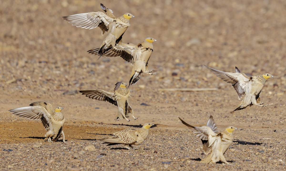 Spotted Sandgrouse - ML656853752