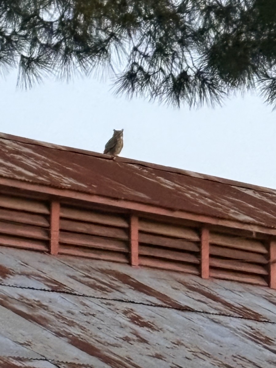 Great Horned Owl - ML656854395