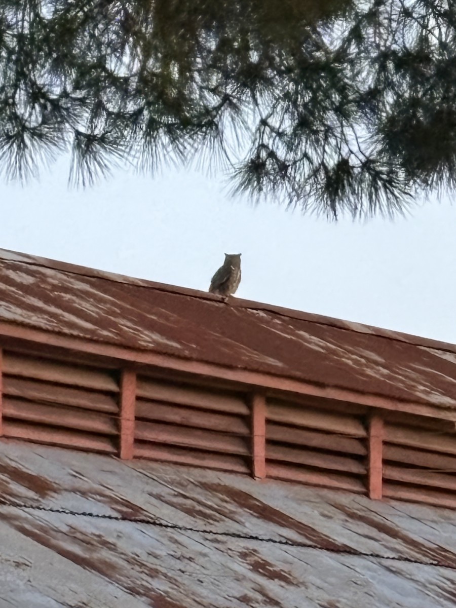 Great Horned Owl - ML656854396