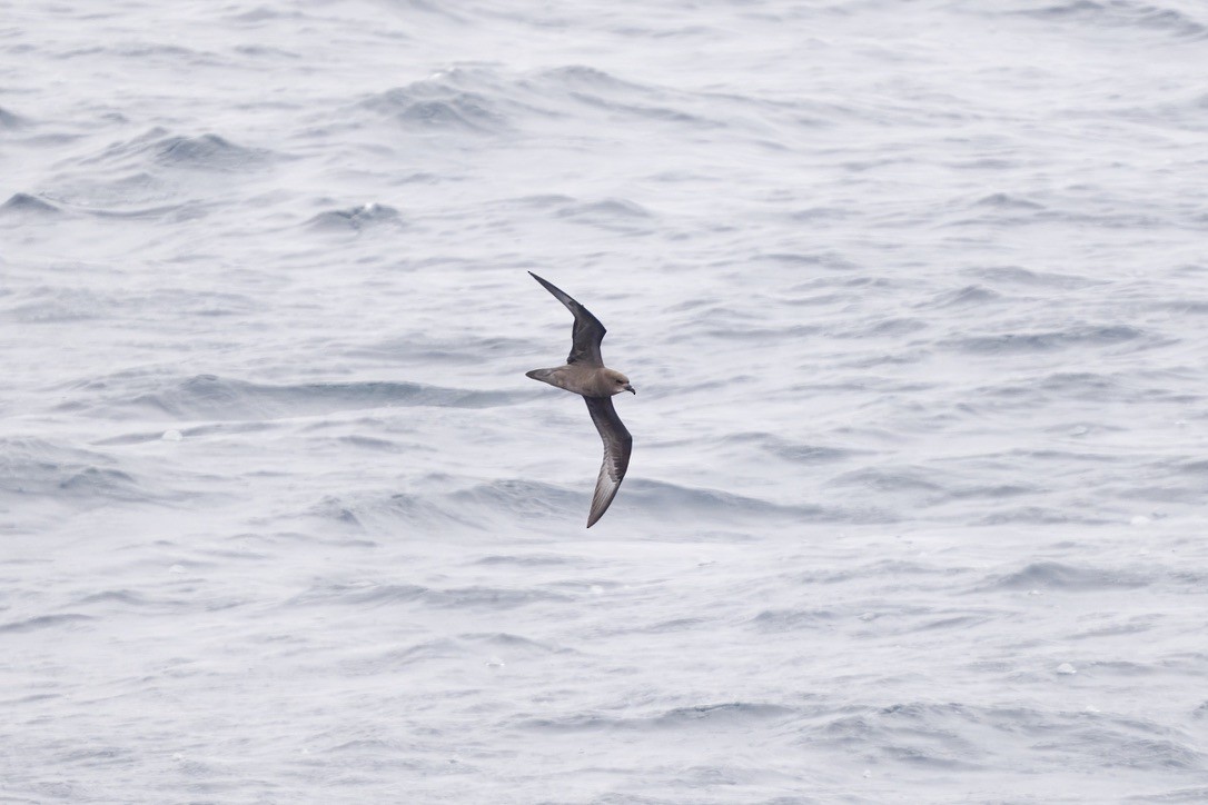 Murphy's Petrel - ML656854975