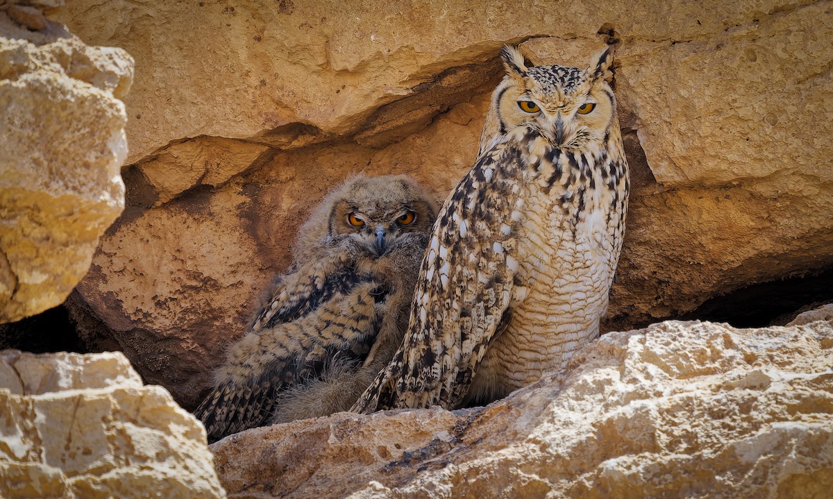 Pharaoh Eagle-Owl - ML656855312