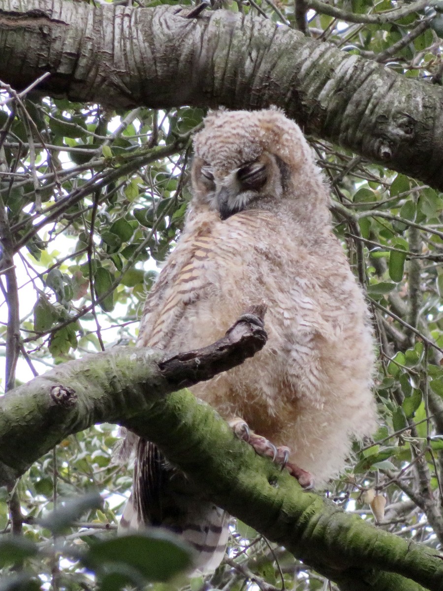 Great Horned Owl - ML656855520