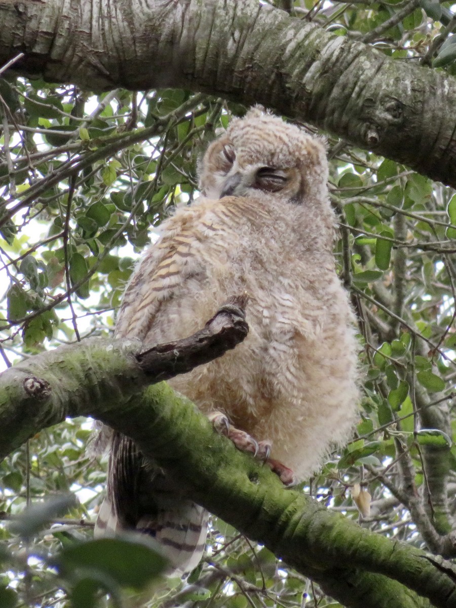 Great Horned Owl - ML656855521